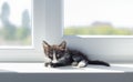 Small funny black and white kitten 1.5 months sits on the windowsill near the window