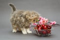 Small kitten and a bowl of cherries Royalty Free Stock Photo