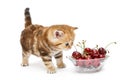 Kitten and a bowl with cherry Royalty Free Stock Photo