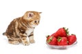 Small kitten and a bowl with strawberries Royalty Free Stock Photo