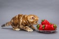 Kitten and a bowl with strawberry Royalty Free Stock Photo