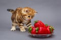 Kitten and a bowl with strawberry Royalty Free Stock Photo