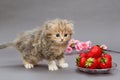 Small British kitten and strawberry Royalty Free Stock Photo