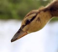 Small funny brown duckling portrait Royalty Free Stock Photo