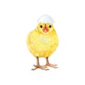 Small funny chick with cracked egg shell. Watercolor painted illustration. Hand drawn tiny fluffy chicken hatched from