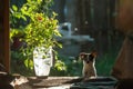 A small and funny chihuahua dog looks out of the door. On the left are flowers in a transparent plastic jug The frame is Royalty Free Stock Photo