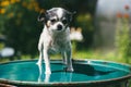 A small and funny Chihuahua dog standing on the lid of a barrel filled with water against a blurred summer garden. Stay