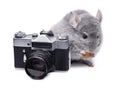 Small funny chinchilla near vintage photo camera Royalty Free Stock Photo