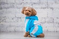 Small funny dog of brown color with curly hair of toy poodle breed posing in clothes for dogs. Subject accessories and fashionable Royalty Free Stock Photo