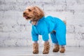 Small funny dog of brown color with curly hair of toy poodle breed posing in clothes for dogs. Subject accessories and fashionable Royalty Free Stock Photo