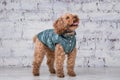 Small funny dog of brown color with curly hair of toy poodle breed posing in clothes for dogs. Subject accessories and fashionable Royalty Free Stock Photo