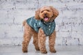 Small funny dog of brown color with curly hair of toy poodle breed posing in clothes for dogs. Subject accessories and fashionable Royalty Free Stock Photo