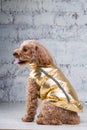 Small funny dog of brown color with curly hair of toy poodle breed posing in clothes for dogs. Subject accessories and fashionable Royalty Free Stock Photo