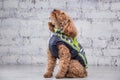 Small funny dog of brown color with curly hair of toy poodle breed posing in clothes for dogs. Subject accessories and fashionable Royalty Free Stock Photo