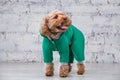 Small funny dog of brown color with curly hair of toy poodle breed posing in clothes for dogs. Subject accessories and fashionable Royalty Free Stock Photo