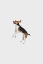 Small funny dog jumping isolated over white background. Copyspace for ad. Royalty Free Stock Photo