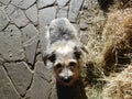 Small funny dog next to the hay