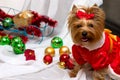 Small funny dog in Santa clothes with Christmas toys Royalty Free Stock Photo