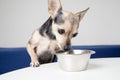 a small funny dog sniffs dry feed, pulls his muzzle to a bowl of food Royalty Free Stock Photo