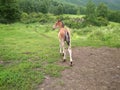 Small funny, foal runs on the grass in a meadow