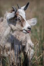 A small funny goatling shows his tongue