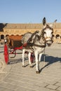Funny donkey resting in Plaza de EspaÃÂ±a, Seville