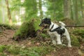 Small funny Jack Russell Terrier dog is sitting obediently in a sunny forest