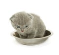 Small funny kitten in bowl Royalty Free Stock Photo