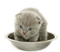 Small funny kitten in bowl