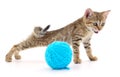 Cat with ball of yarn Royalty Free Stock Photo