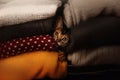 Small kitten hiding between folded clothes indoors