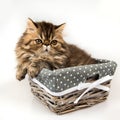 Funny fluffy small Persian kitten cat in the basket Royalty Free Stock Photo