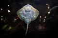 Small funny ray fish behind the glass of the aquarium