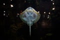 Small funny ray fish behind the glass of the aquarium