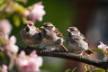 Small funny sparrow chicks sit in the garden surrounded by pink Apple blossoms on a sunny day