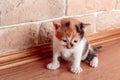 Small funny tricolor kitten lurked on the floor against the wall