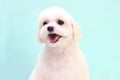 Small, funny, white, fluffy and happy puppy on a turquoise background