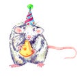 Small funny white-gray rat blue eyed standing, eating cheese and looking straight, watercolor painting. Isolated on white
