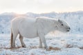 A small and funny Yakut horse grazing on a meadow Royalty Free Stock Photo