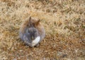 Small furry rabbit on winter grass Royalty Free Stock Photo