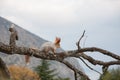 Small furry red squirrel without a foot on branch in the background of trees Royalty Free Stock Photo