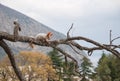 Small furry red squirrel without a foot on branch in the background of trees Royalty Free Stock Photo