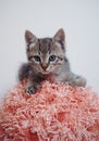 Small furry striped kitten, portrait of a kitten