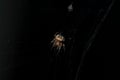 Small fuzzy brown spider on a web on a dark background