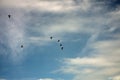 Canada geese flying on a sunny day Royalty Free Stock Photo