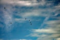 Canada geese flying on a sunny day Royalty Free Stock Photo