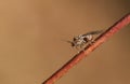 A small Gall Wasp perching on a twig in woodland in the UK.