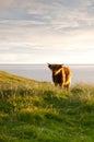 Small galloway cattle