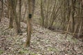 Small game camera attached to a thin tree in spring forest.