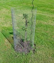 Small garde tree with metal fence around it